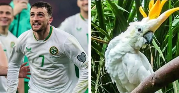 带队杀入附加赛！外媒：王人柏林动物园将一只鹦鹉以帕洛特定名